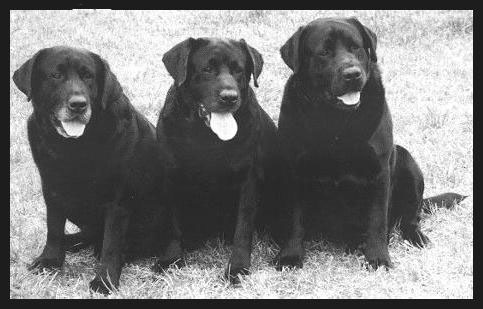 Arnold, Ruffy and Drifter